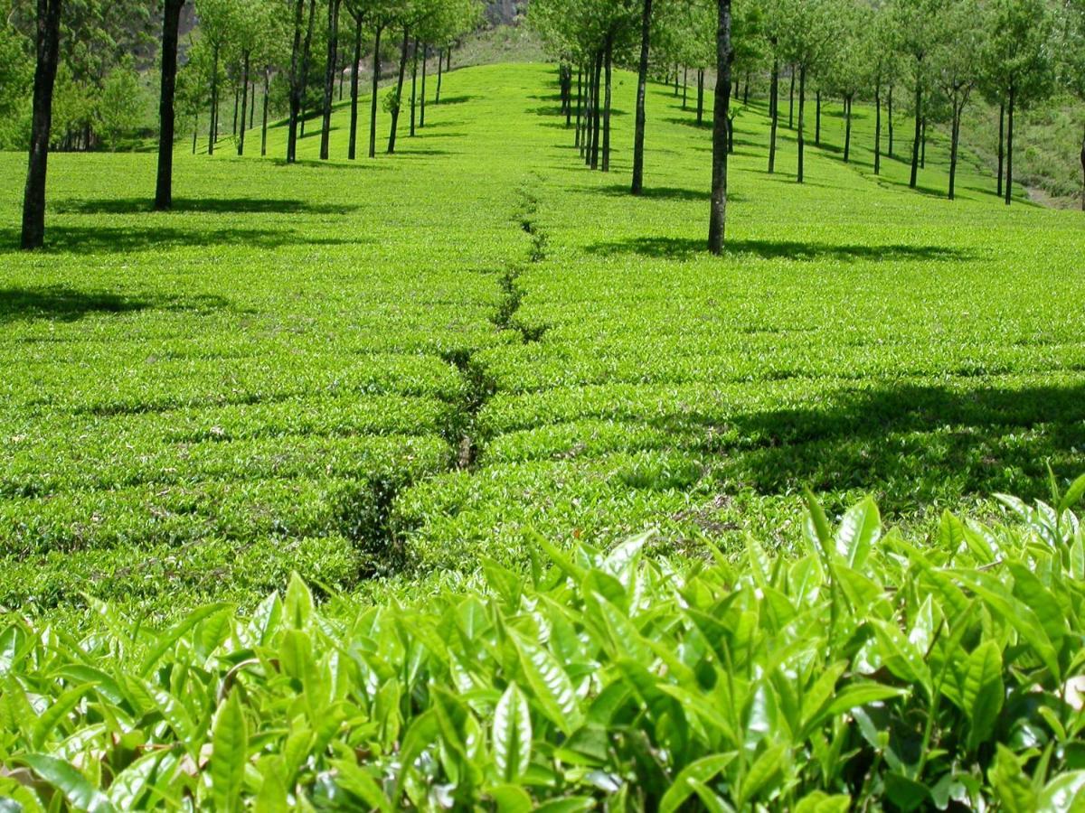 Mistica Munnar Apartment Anachal Exterior photo
